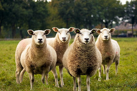 four white sheep on green field thumbnail