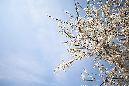 Apple-Tree and Blue Sky thumbnail