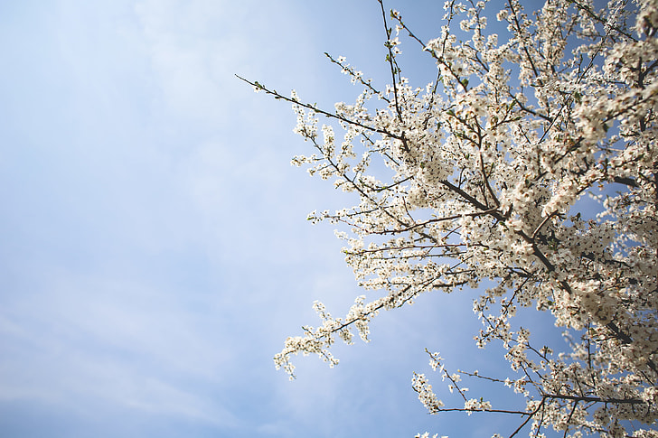 Apple-Tree and Blue Sky