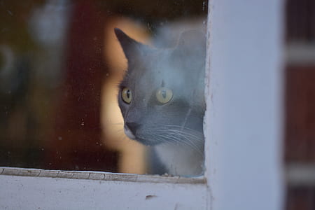 black tuxedo cat near glass window thumbnail
