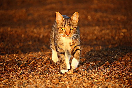 walking silver tabby cat digital wallpaper thumbnail