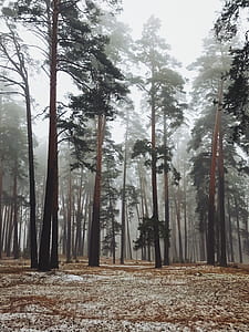 tall trees surrounded by fogs thumbnail