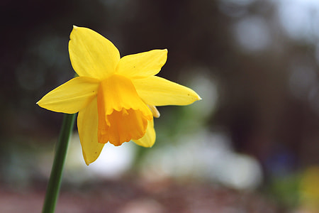 Daffodil, Narcissus Pseudonarcissus thumbnail
