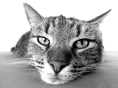 macro shot of tabby cat thumbnail