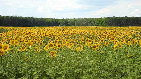 Sunflower plantation thumbnail