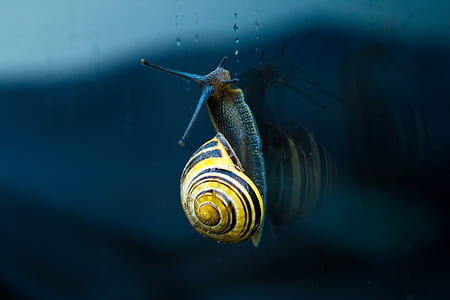 brown and black snail thumbnail