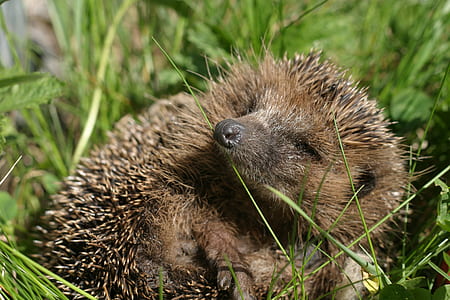 gray hedge hog lying on field thumbnail
