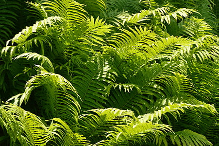 green fern plant thumbnail