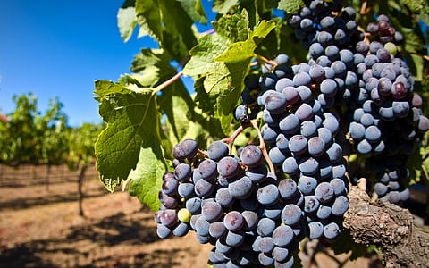 purple grapes illustration thumbnail