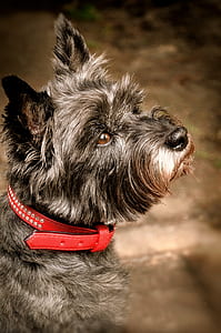 adult gray cairn terrier thumbnail