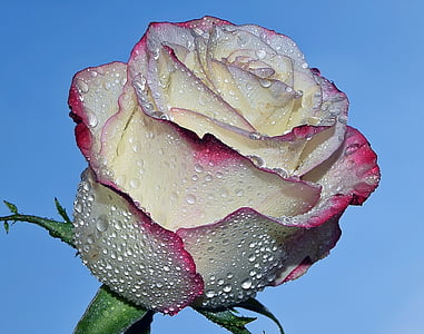 closeup photo of white and pink rose thumbnail