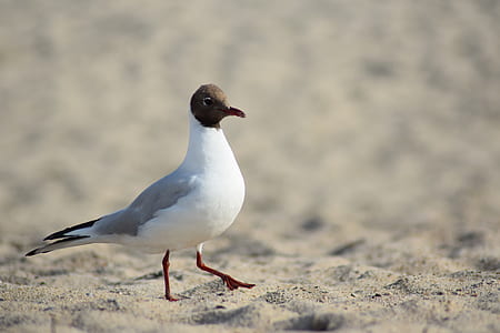 white and gray pigeon on sand thumbnail