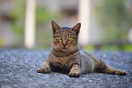 gray tabby cat lying on concrete surface thumbnail