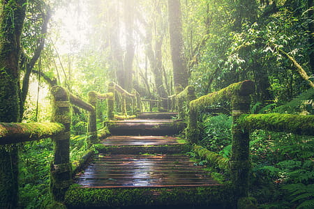 Wooden Bridge on Rainforest thumbnail