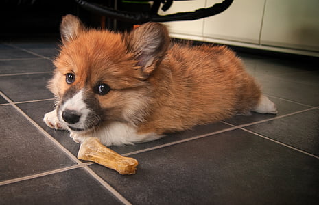 brown Pembroke Welsh corgi puppy thumbnail