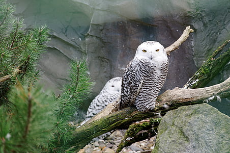 barn owl on tree branch thumbnail