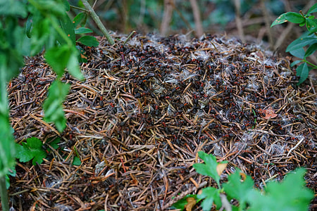 Forest Ant Hill, Wood Ants thumbnail