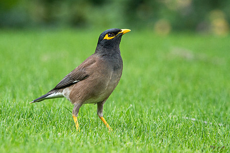 brown and black bird standing on grasses thumbnail