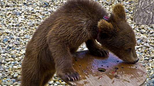 brown bear thumbnail