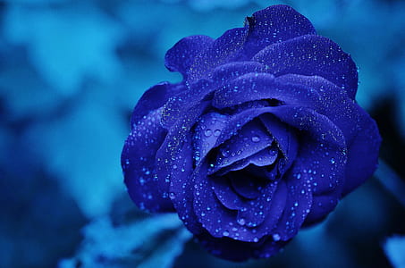 blue petaled flower thumbnail