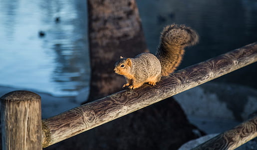 squirrel standing on brown frame thumbnail