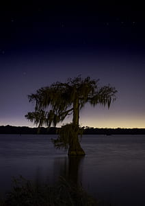 green tree on body of water thumbnail