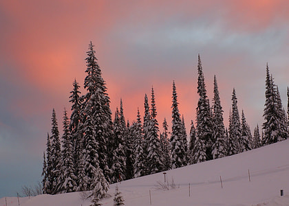 green trees coated with snow thumbnail