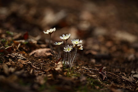white petaled flowers on ground thumbnail