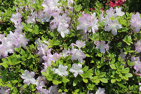 Flowers, Spring thumbnail