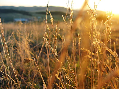shallow focus photography of brown wheat thumbnail