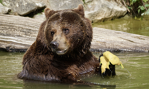 photography of brown bear thumbnail
