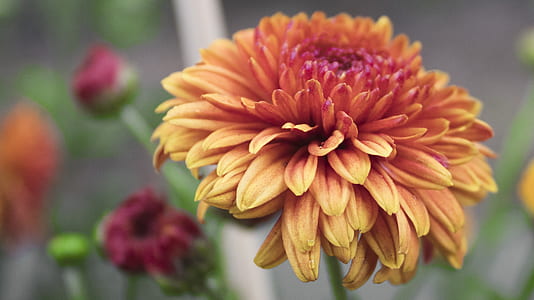 selective focus photo of yellow and pink dahlia flower thumbnail
