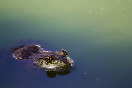 frog submerge in water thumbnail
