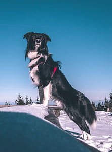 black and white dog on snow thumbnail