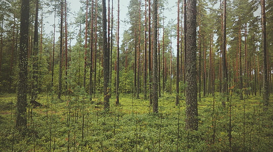 photo of trees and green grasses during daytime thumbnail