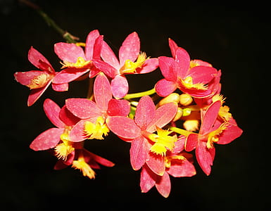 nature, red, flowers, summer thumbnail