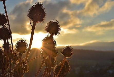 selective focus photo of sea holly thumbnail