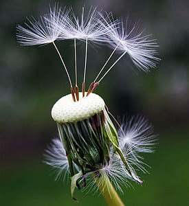 macho photography of white dandelion thumbnail