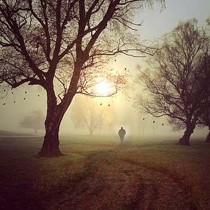 silhouette of person standing near trees thumbnail