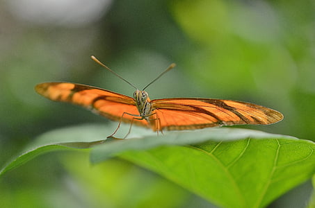 selective focus photography of orange butterfly on green leaf during daytime thumbnail