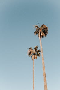 low angle view photography of two coconut trees thumbnail
