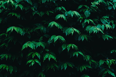 photo of green leafed plant thumbnail