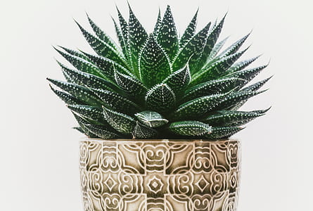 succulent plant on beige pot thumbnail
