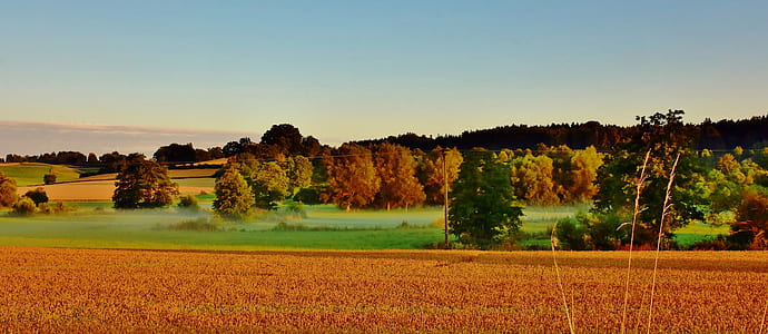 grass field thumbnail