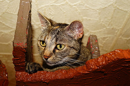 brown tabby kitten thumbnail