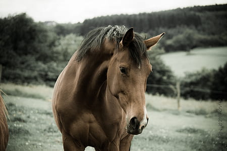 brown horse near body of water thumbnail