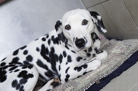 adult white and black dalmatian lying on brown rug thumbnail
