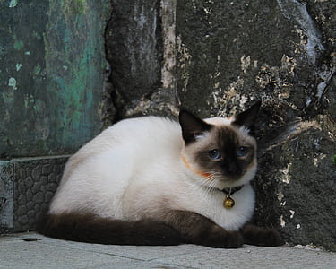 animal, pet, eyes, fur thumbnail