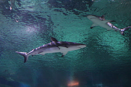 two sharks swimming underwater thumbnail