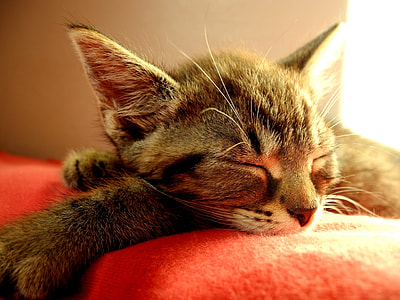 cat sleeping on red textile thumbnail
